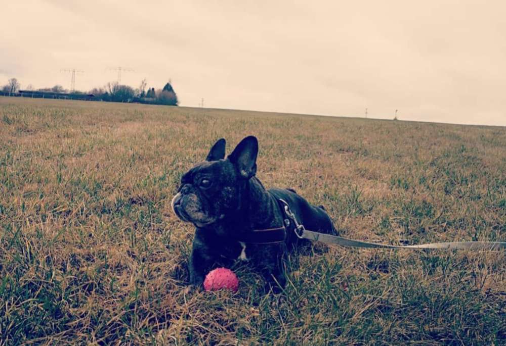Hundetreffen-FRANZÖSISCHE BULLDOGGE-MOPS-CHIHUAHUA-Profilbild
