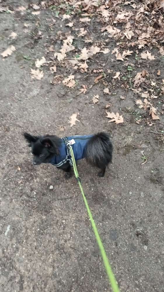 Hundetreffen-Kleine Welpen zum Spielen gesucht-Profilbild