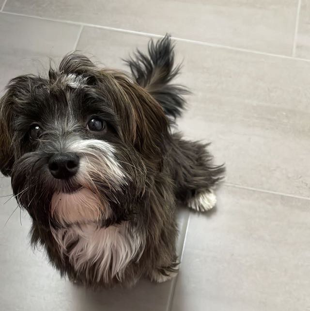 Hundetreffen-Spaziergang/Spielrunde-Profilbild