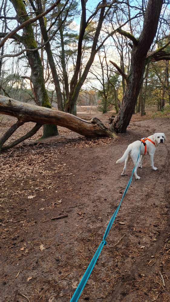 Hundetreffen-Gassi Partner gesucht-Profilbild