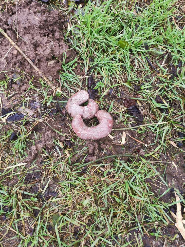 Giftköder-Evtl. Giftköder-Profilbild