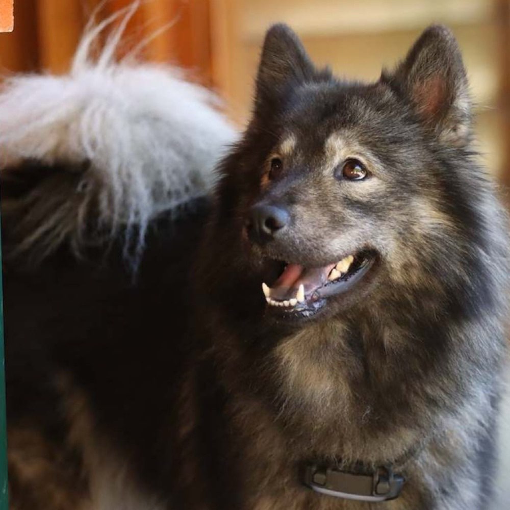 Hundetreffen-Spielen und Spazieren in Wabu-Profilbild