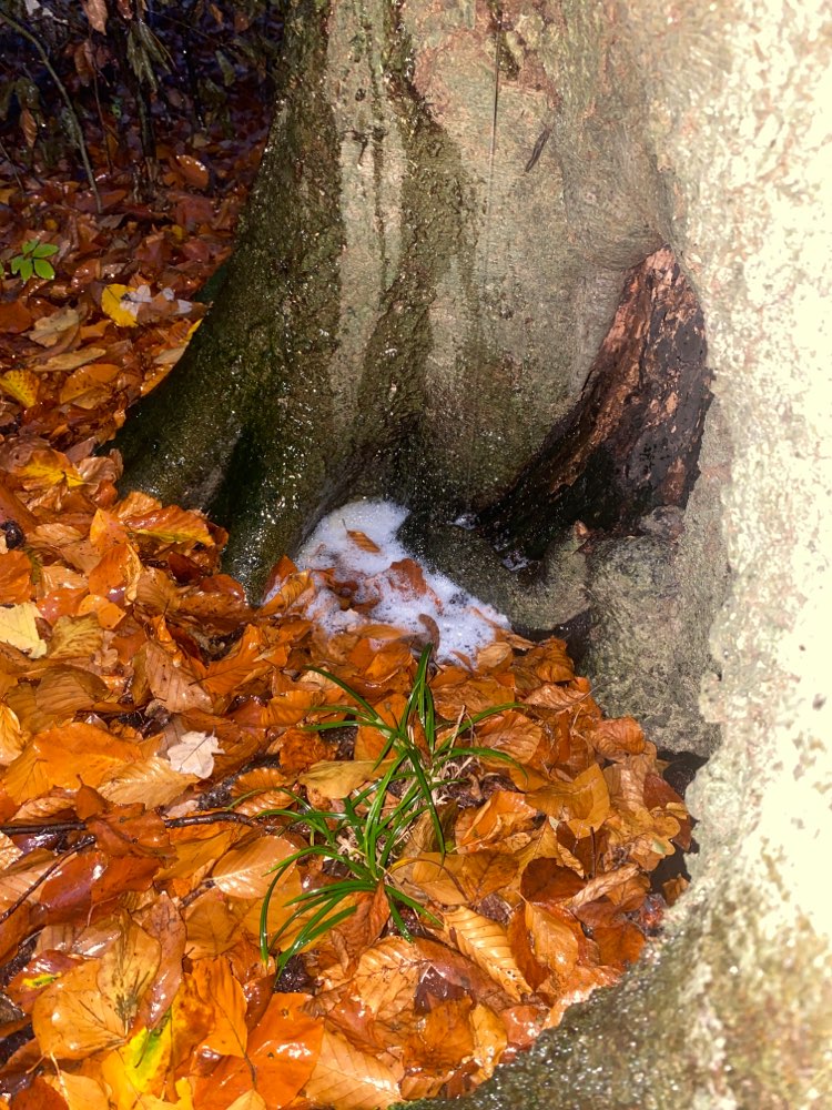 Giftköder-Eventuell Giftköder-Profilbild