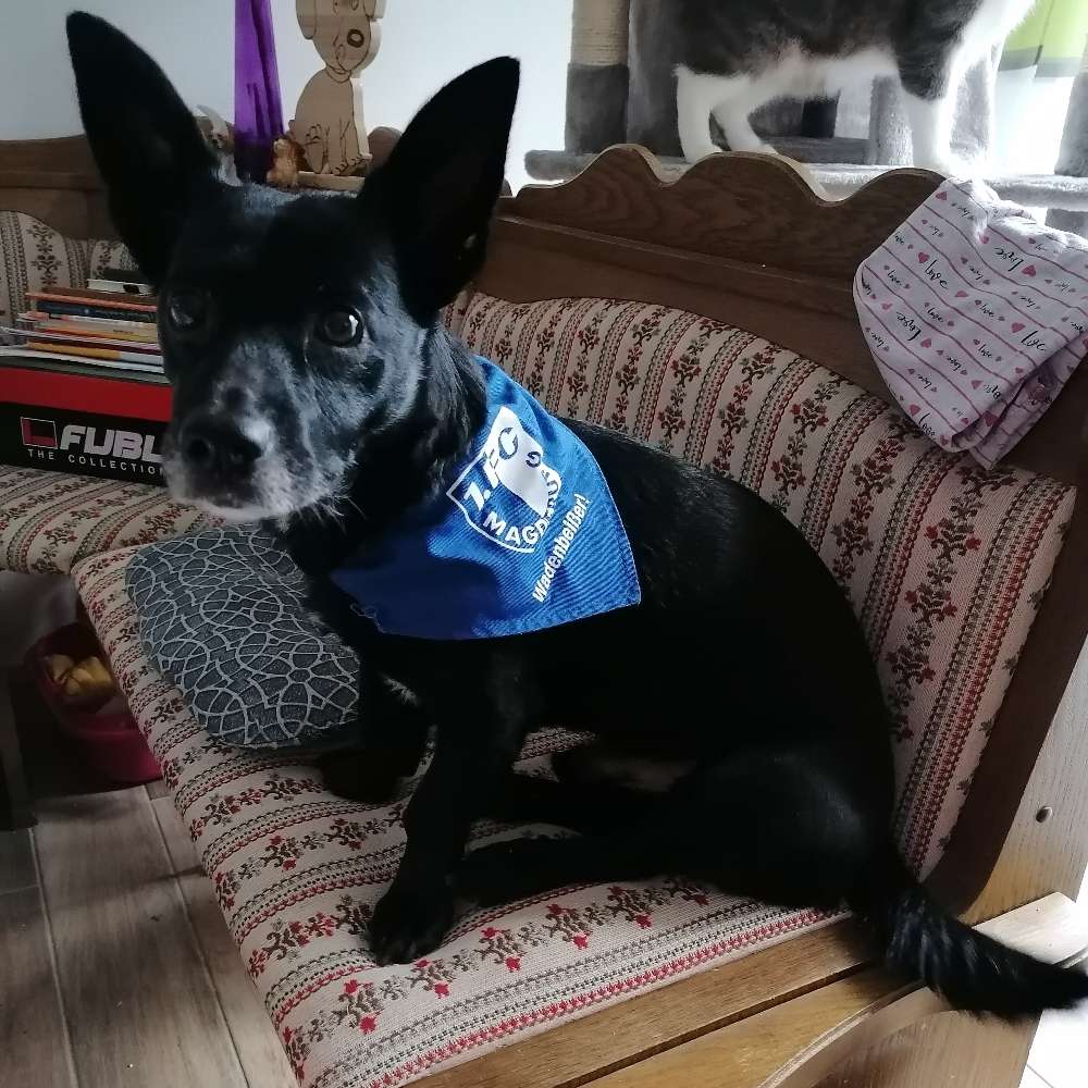 Hundetreffen-Gassi Freunde gesucht-Profilbild