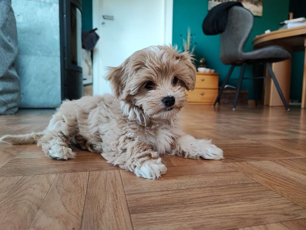 Hundetreffen-Kleine Welpen zum Spielen gesucht-Profilbild