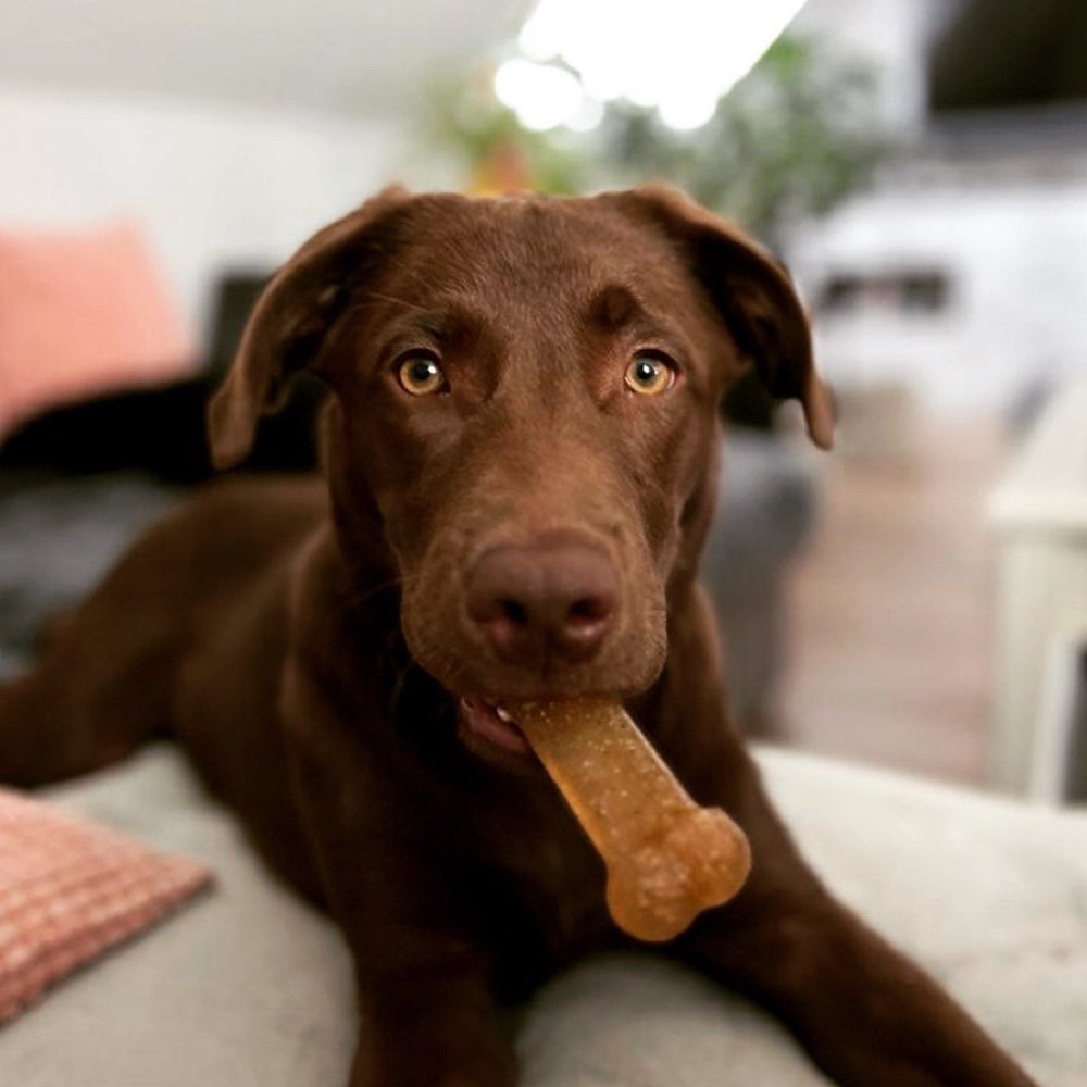 Hundetreffen-Yuna sucht Freunde-Profilbild