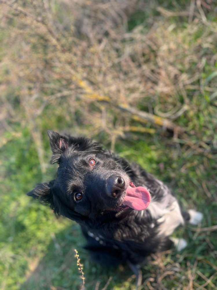 Hundetreffen-Gassi runde-Profilbild