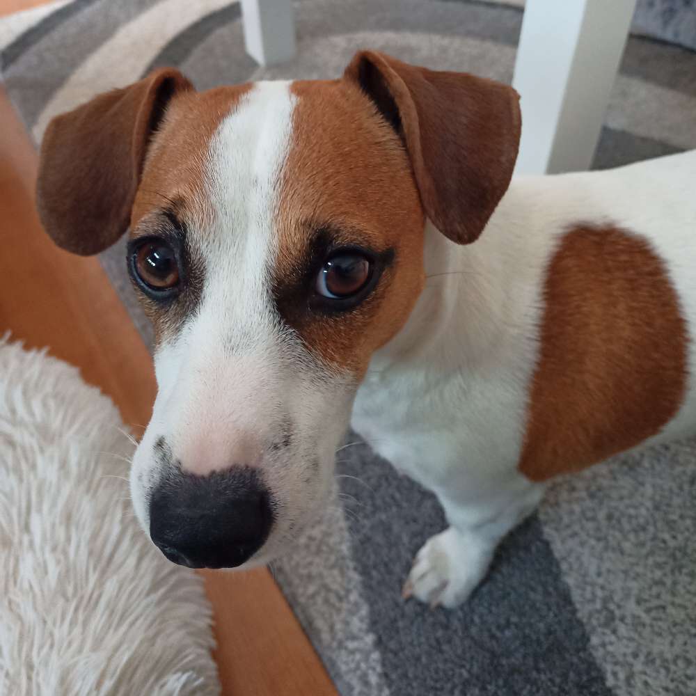 Hundetreffen-Gassi gehen und spielen-Profilbild