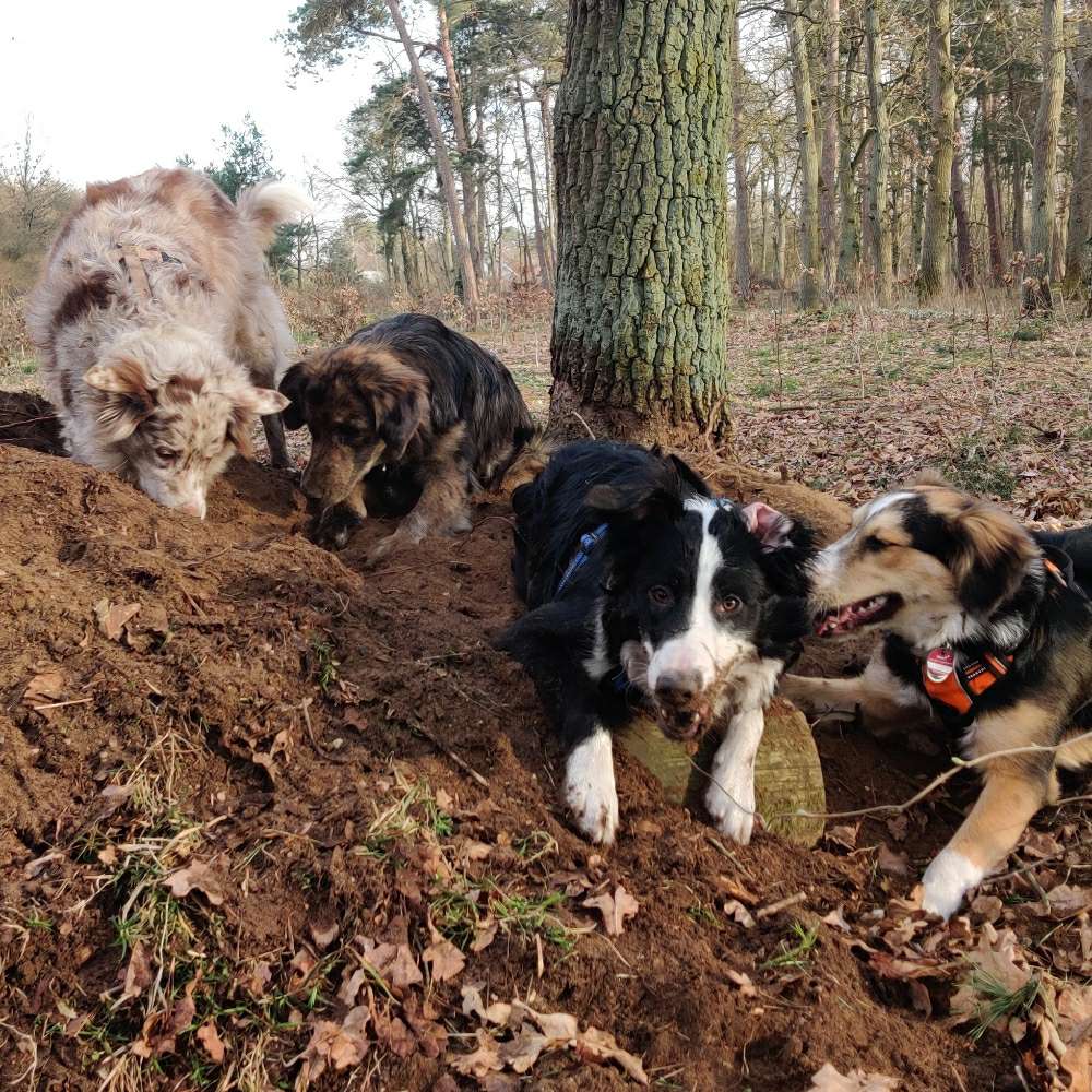 Hundetreffen-Hundetreff-Profilbild