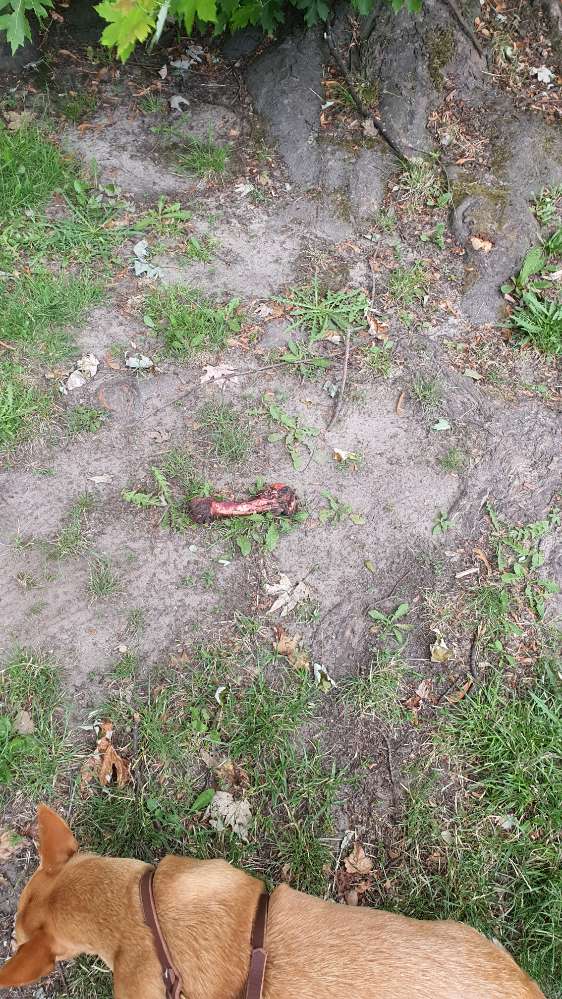 Giftköder-Großer Knochen ausgelegt-Profilbild