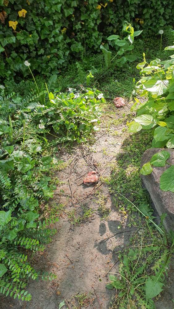 Giftköder-Rohes Fleisch im Gebüsch-Profilbild