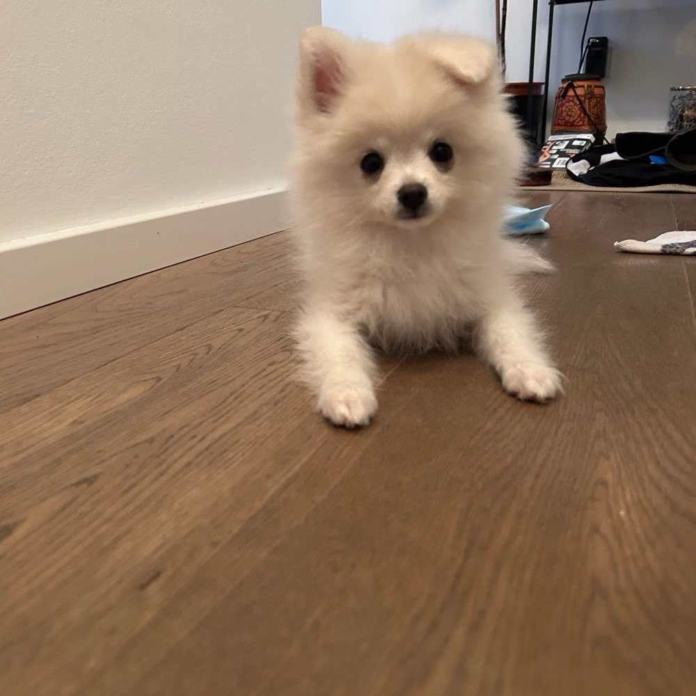 Hundetreffen-Welpentreffen / Spieltreffen (kleine Hunde)-Profilbild