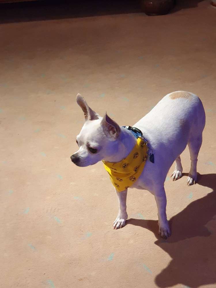 Hundetreffen-Spielrunde Gassitour Heilbronn für kleine 🐕-Profilbild