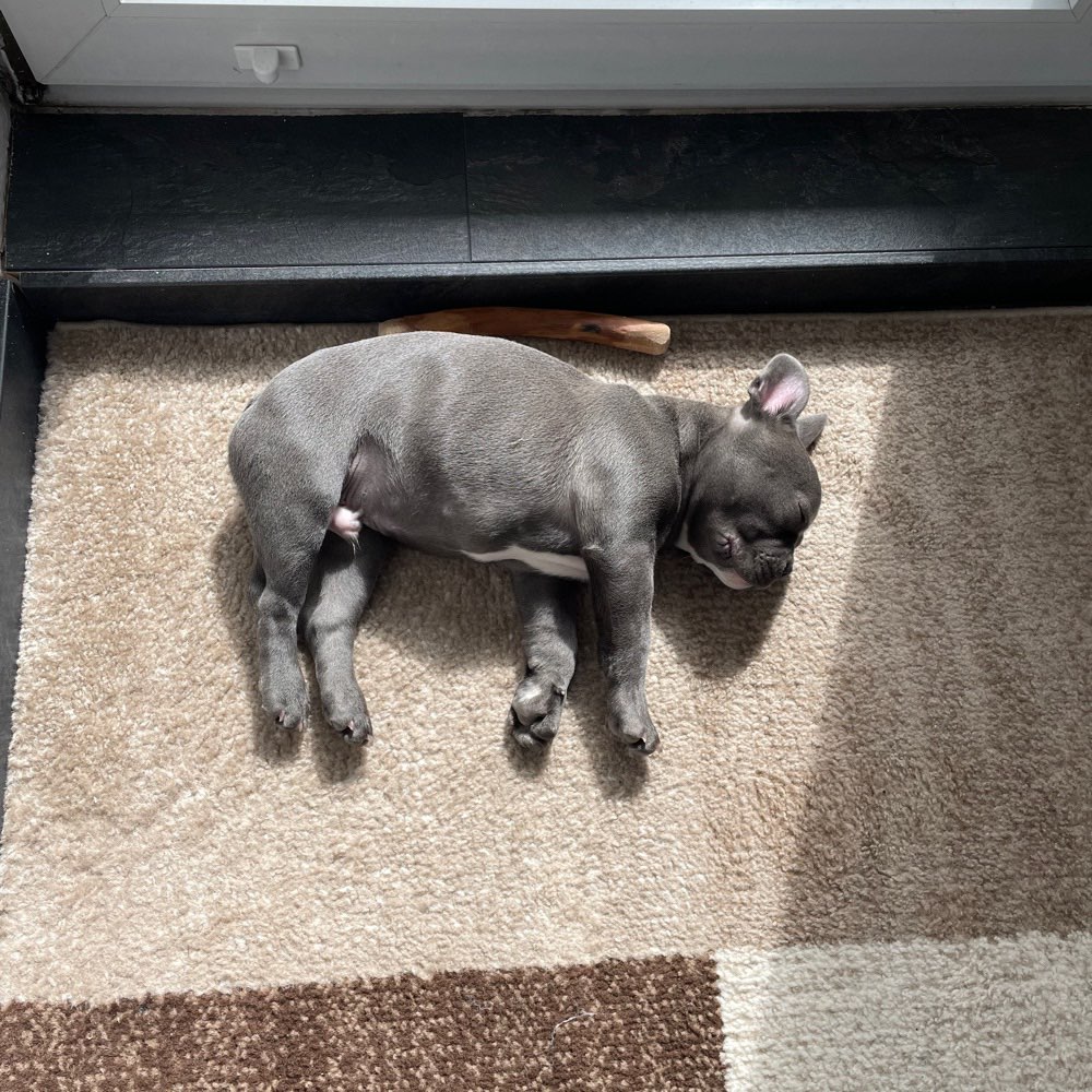 Hundetreffen-Welpenfreunde gesucht-Profilbild