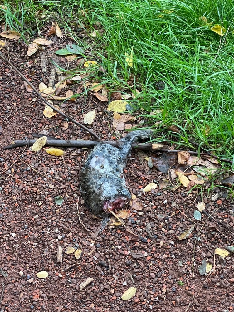 Giftköder-Halber Hasenkadaver-Profilbild