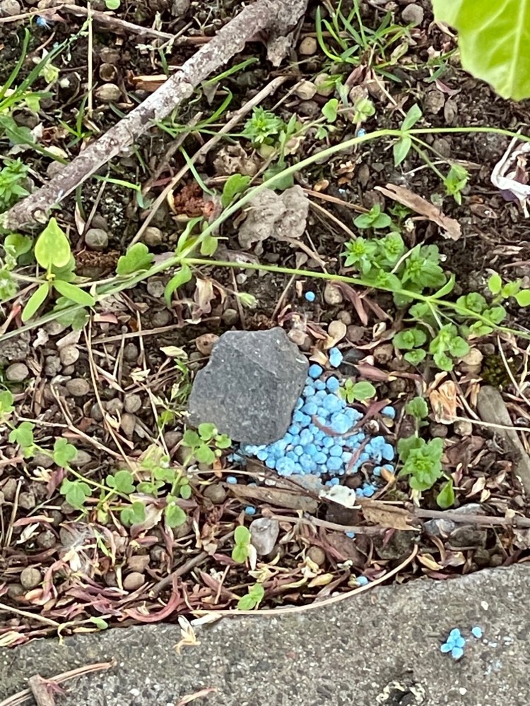 Giftköder-Blaukorn-Profilbild