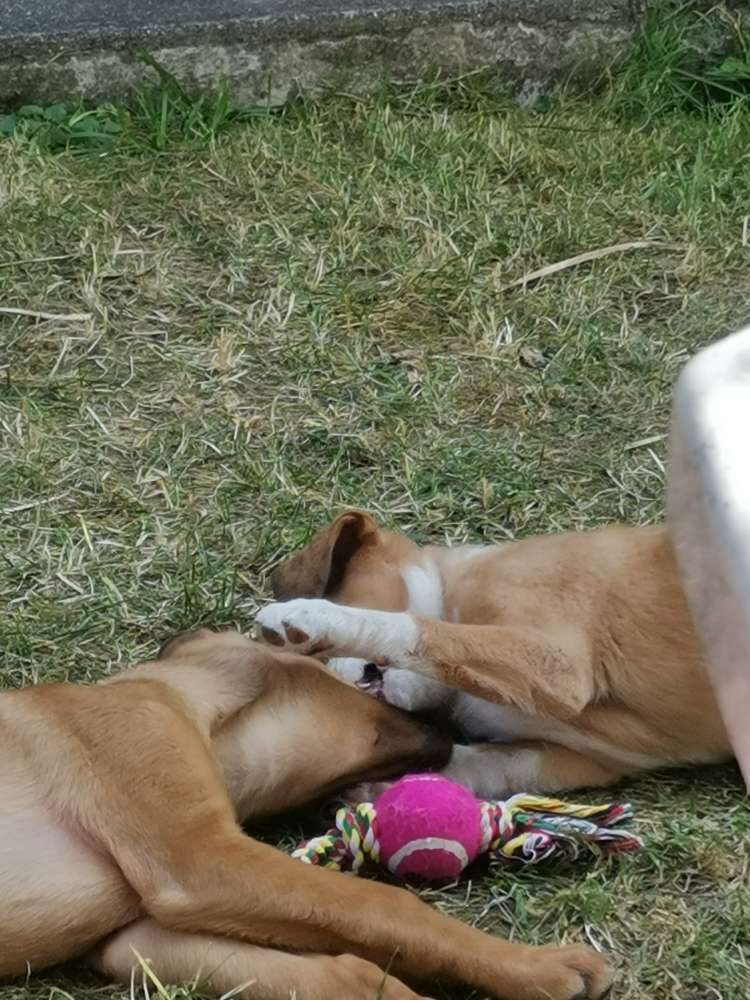 Hundetreffen-Seewis Dorf und umgebung-Profilbild