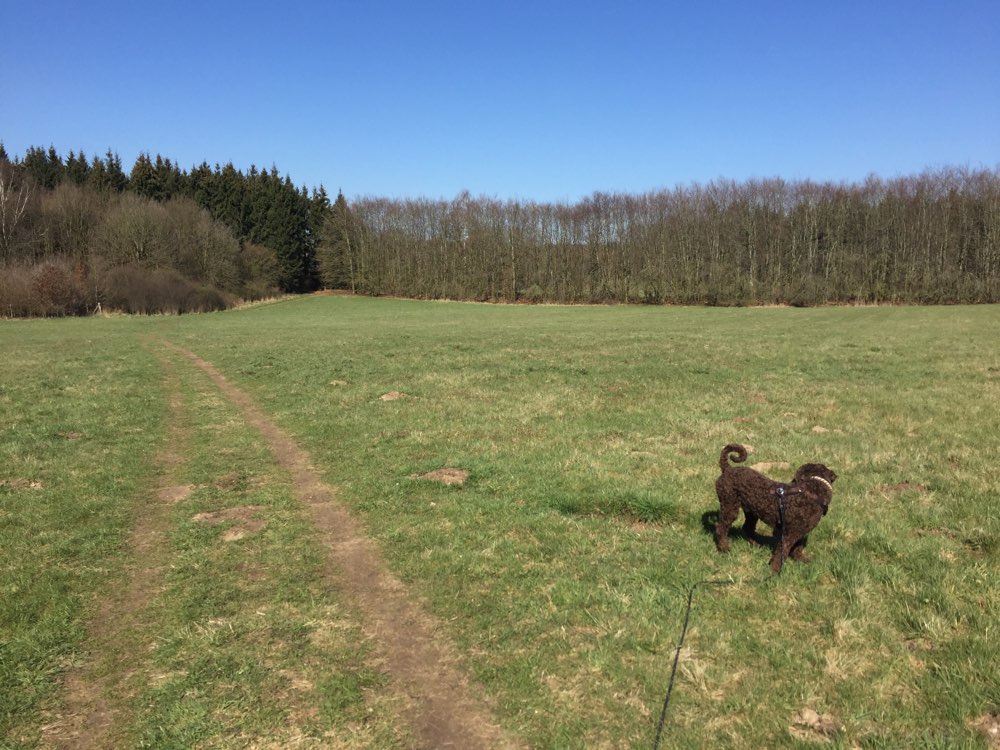 Hundetreffen-Social Walk-Profilbild