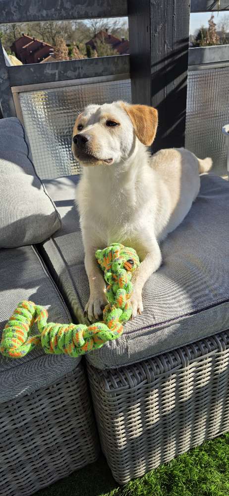Hundetreffen-Hundetreffen Düsseldorf-Unterbach und Umgebung-Profilbild