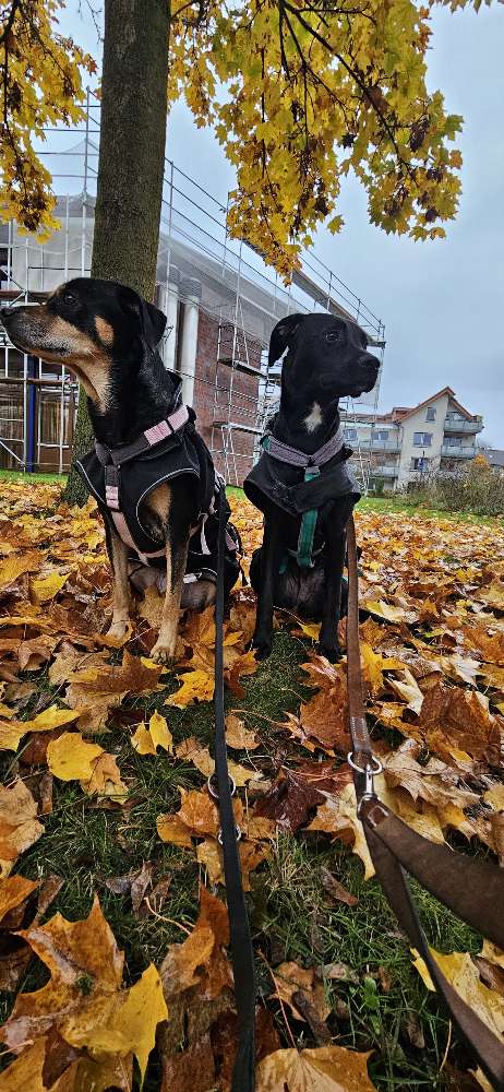 Hundetreffen-Gassi und Spielrunde-Profilbild