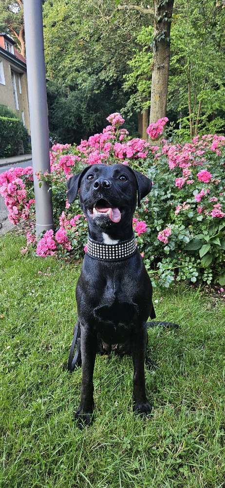 Hundetreffen-Trainingspartner gesucht-Profilbild