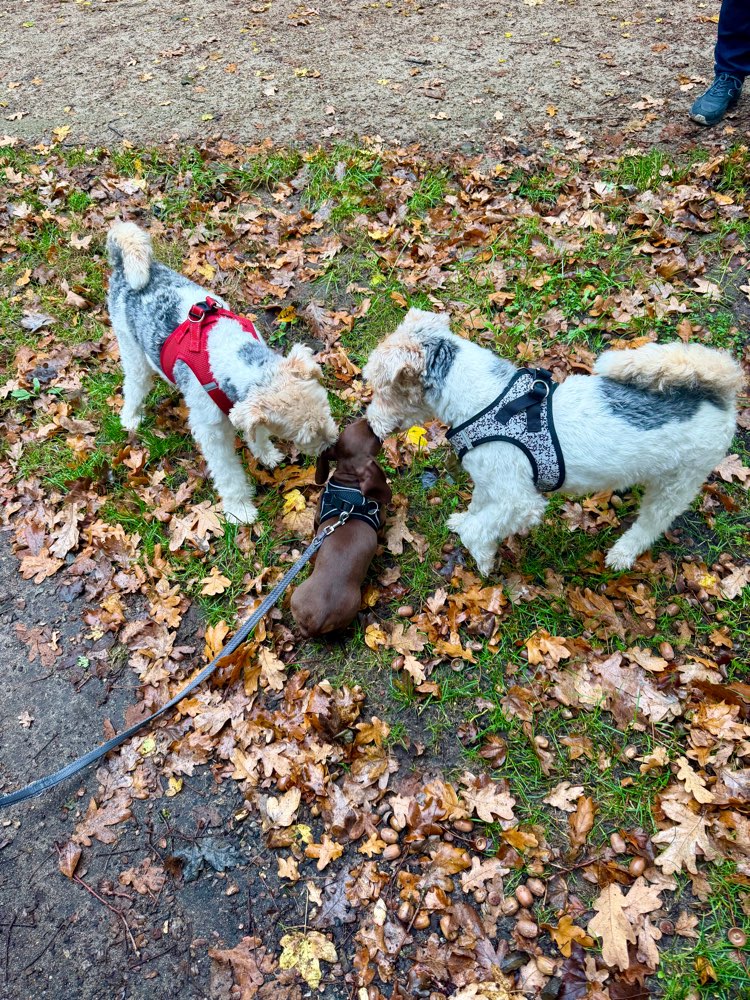 Hundetreffen-Hundetreff für Groß & Klein – alle herzlich willkommen! 🐾-Profilbild