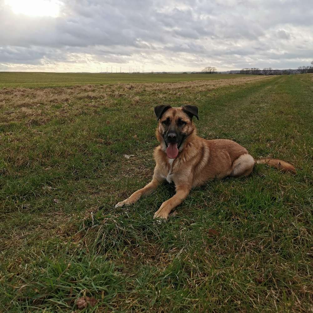 Hundetreffen-Hundekumpels gesucht-Profilbild