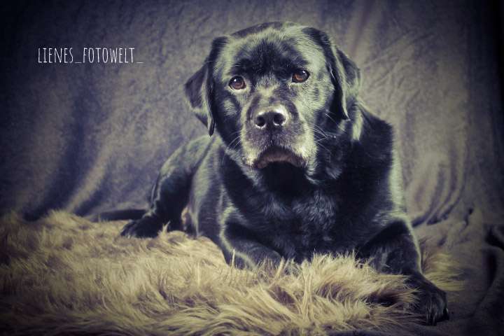 Hundetreffen-Hobbyfotografen-Profilbild