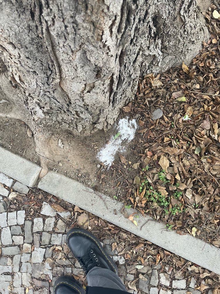 Giftköder-Weißes Pulver ausgelegt-Profilbild