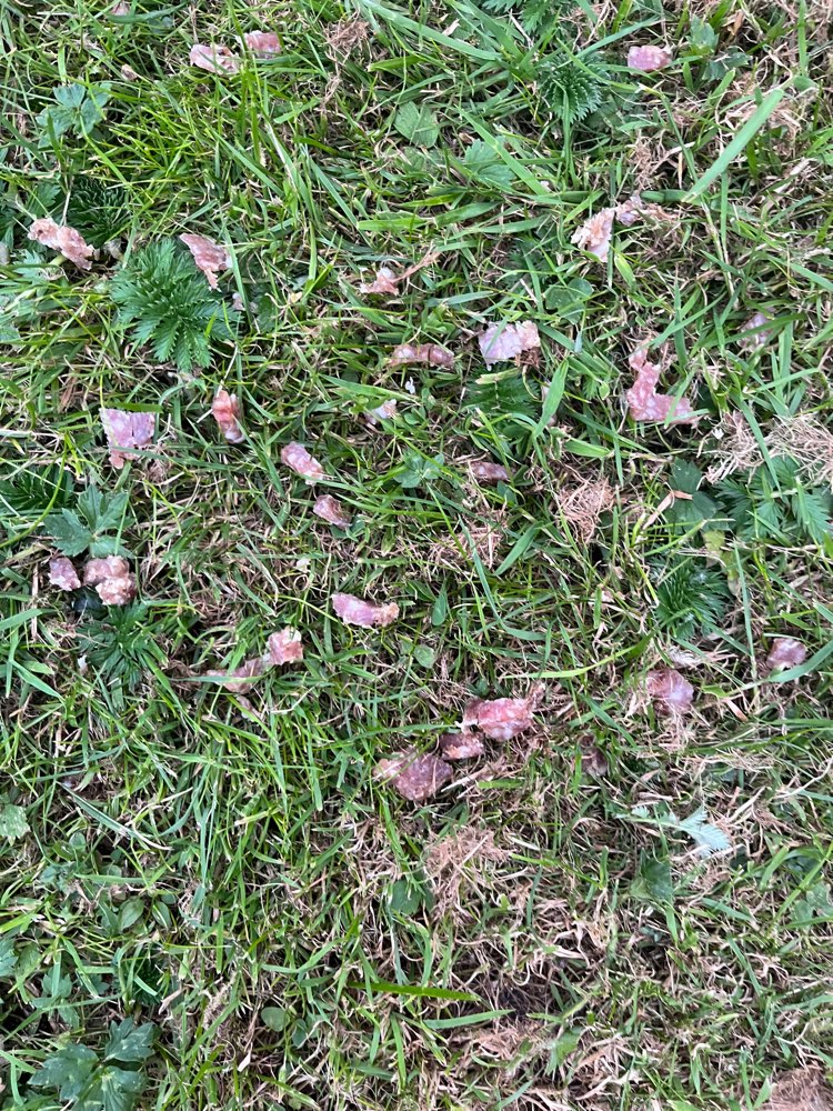 Giftköder-Eventuell Giftköder-Profilbild