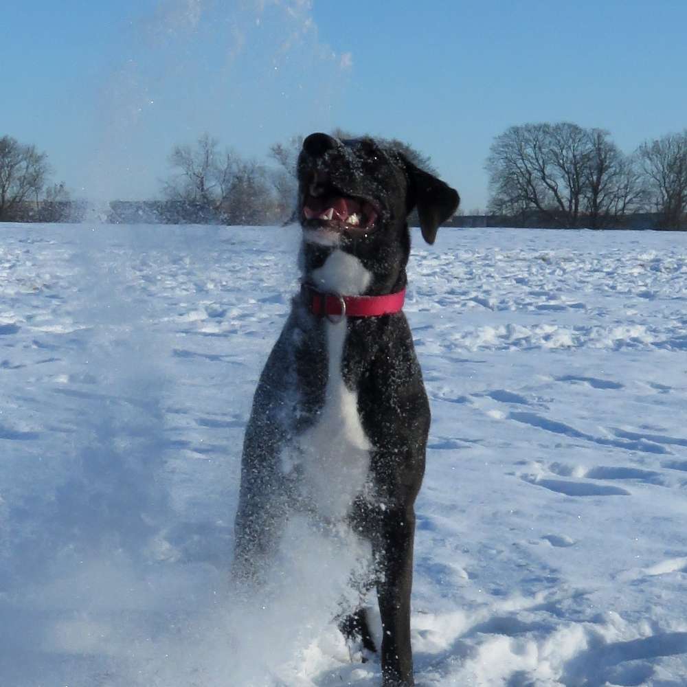 Hundetreffen-Wir suchen neue Freunde und soziale Kontakte-Profilbild