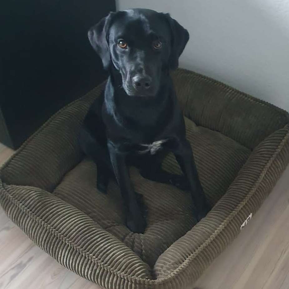 Hundetreffen-Spielrunde Oppenheim-Profilbild