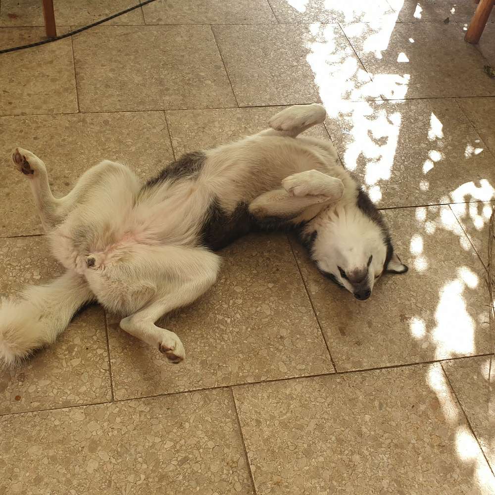 Hundetreffen-Spielen spielen spielen-Profilbild