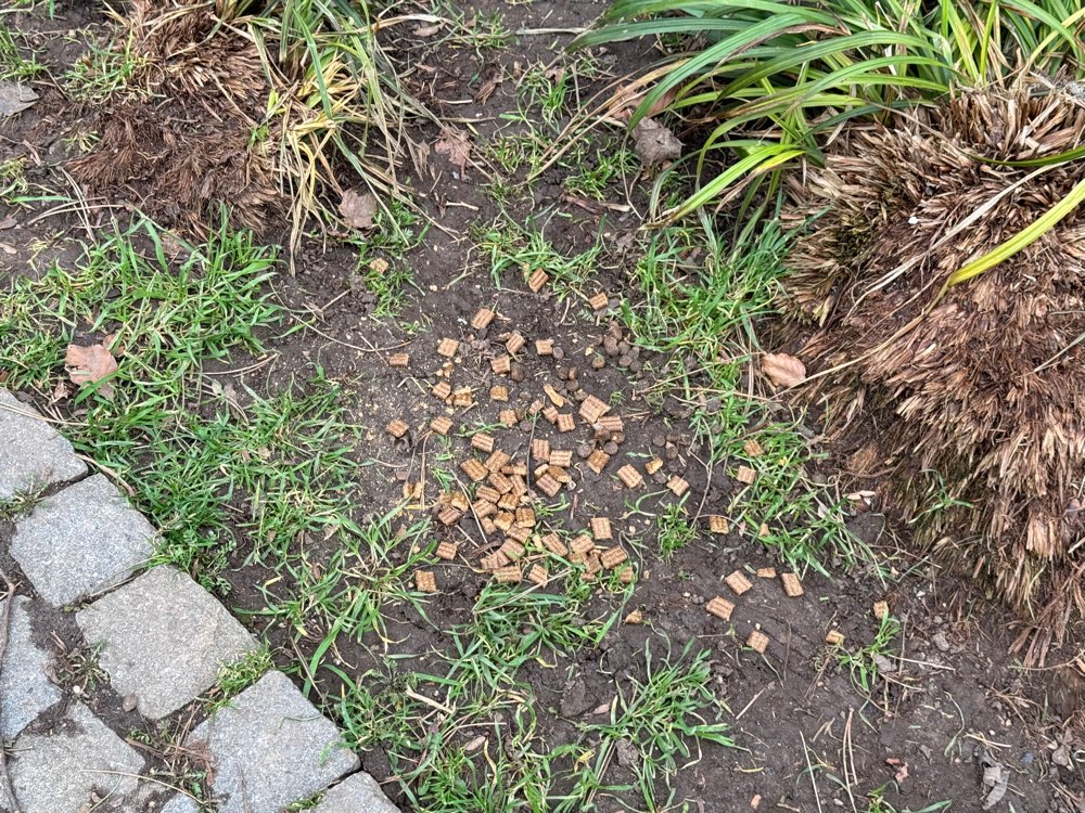 Giftköder-Trockenfutter-Profilbild