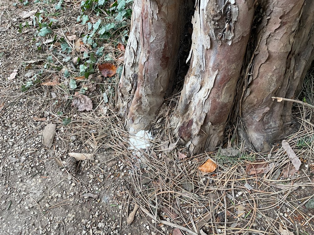 Giftköder-Seltsames weißes Pulver an einer Stelle-Profilbild