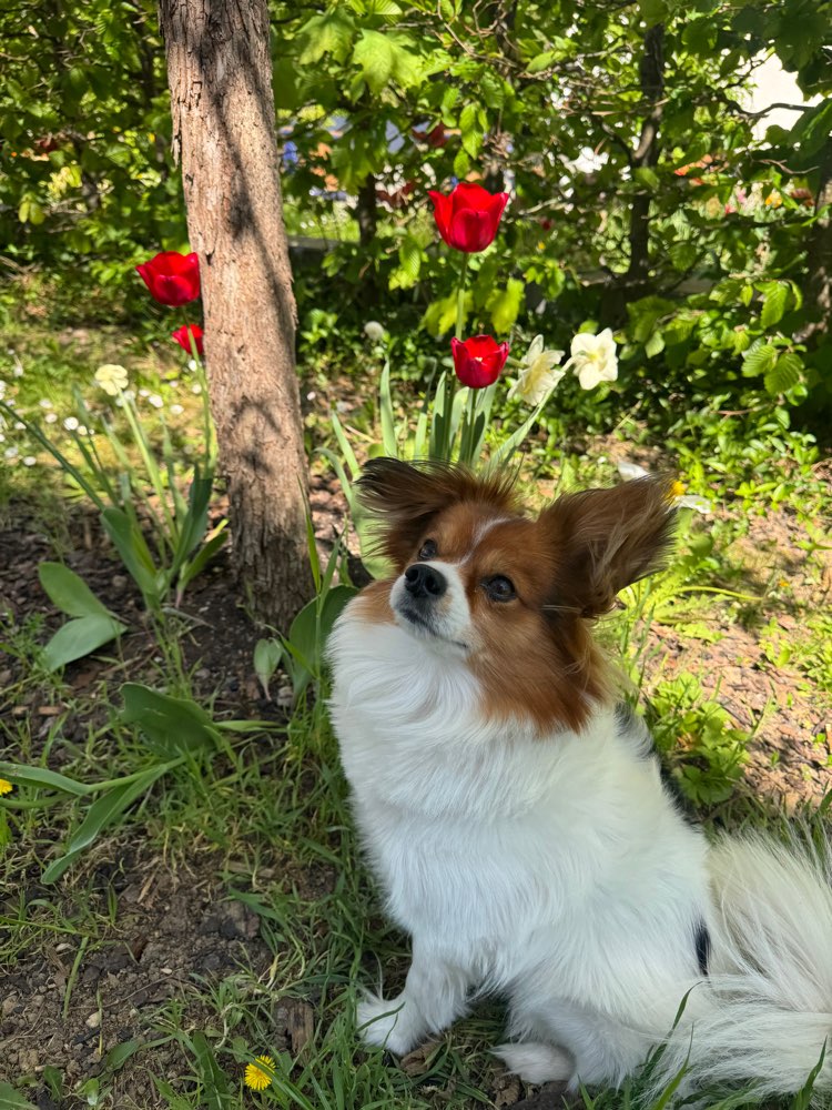 Hundetreffen-Suche kleine Spielfreunde-Profilbild