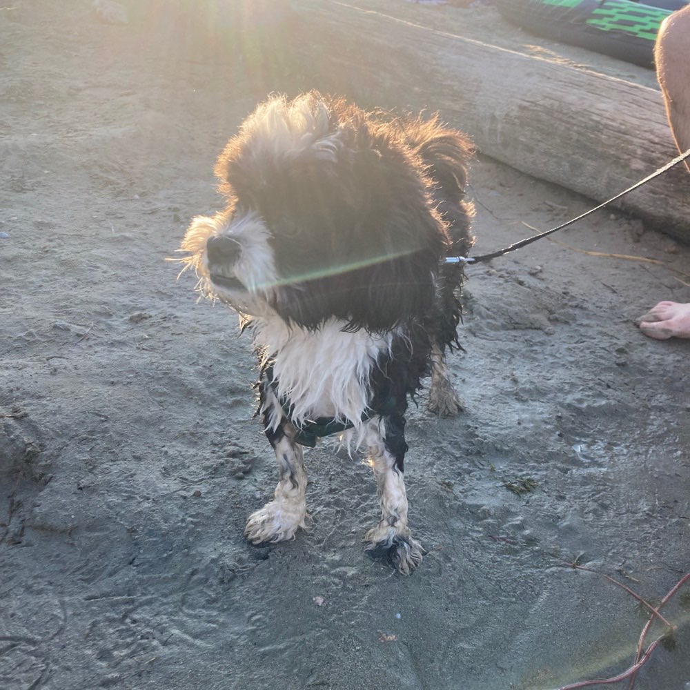 Hundetreffen-Spielstunde für kleine Hunde-Profilbild