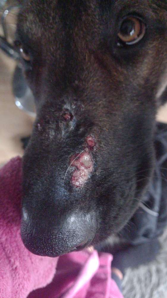 Giftköder-Giftige Pflanze(n)-Profilbild