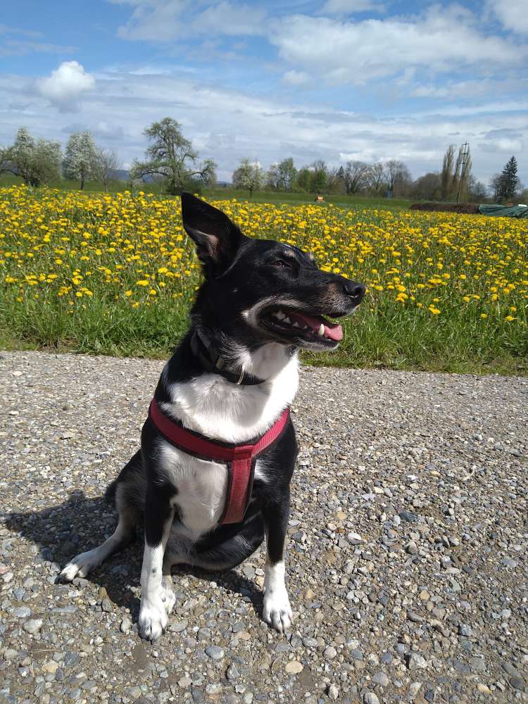 Hundetreffen-Spaziergang mit Artgenossen-Profilbild