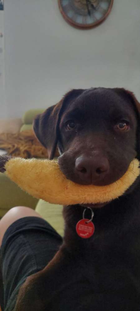 Hundetreffen-Gemeinsames Spielen-Profilbild