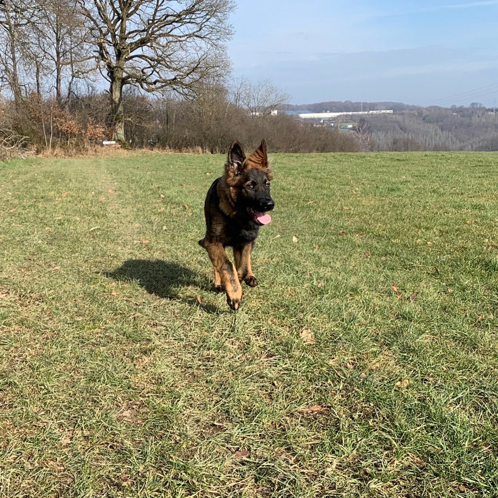 Hundetreffen-Gemeinsame Spiel und Gassirunde-Profilbild