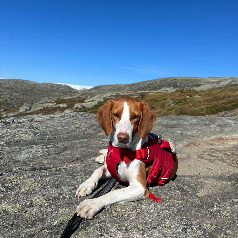 Hundetreffen-Entspannte Spaziergänge🐶-Profilbild