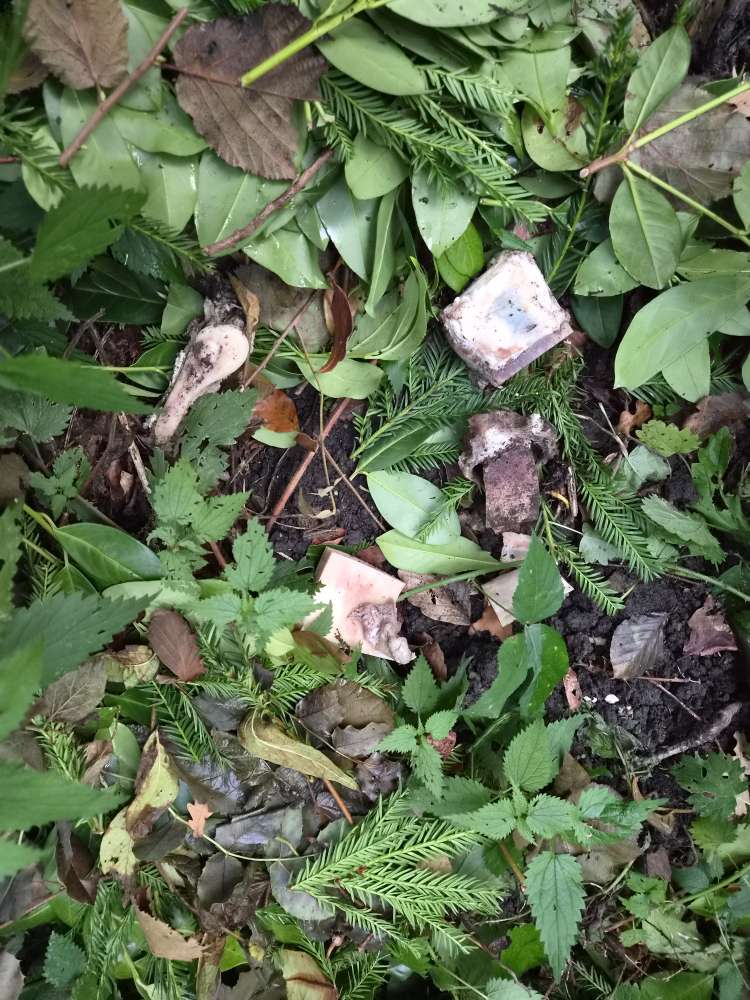 Giftköder-Knochenabfälle-Profilbild