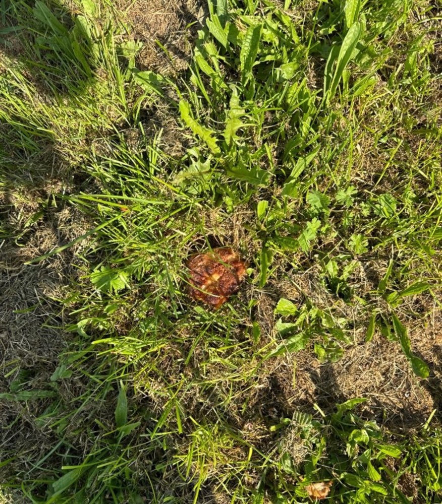 Giftköder-Nicht identifizierbar - Essen-Profilbild