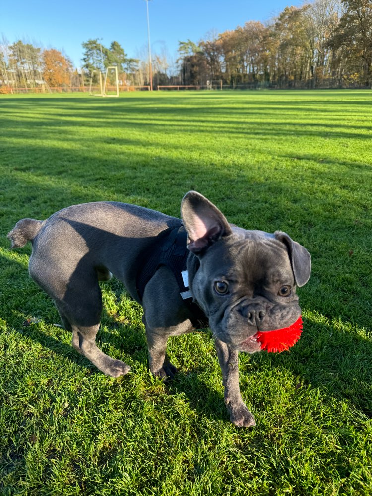 Hundetreffen-Spielkamerad gesucht-Profilbild