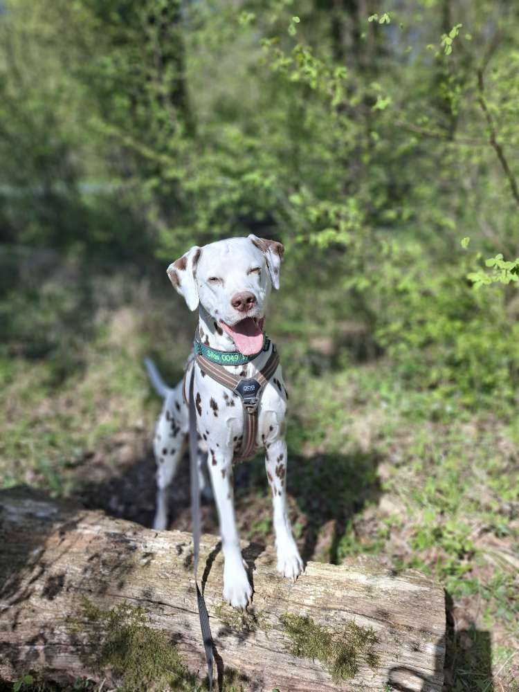 Hundetreffen-Dalmatinerhündin für Silas gesucht, spielen, Gassirunde-Profilbild