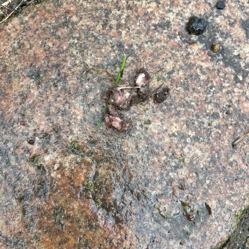 Giftköder-Rohes Fleisch unter Gras versteckt-Profilbild