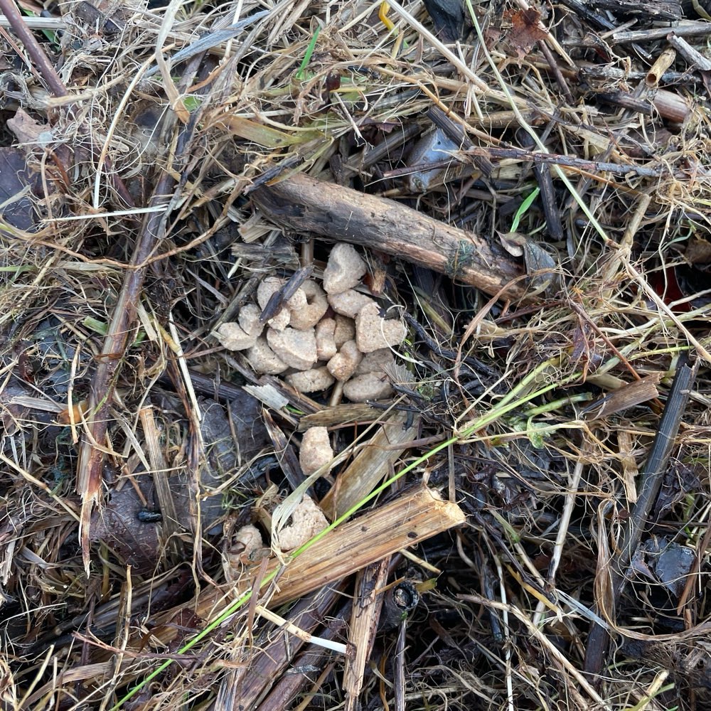 Giftköder-Leckerlies in Heu versteckt-Profilbild