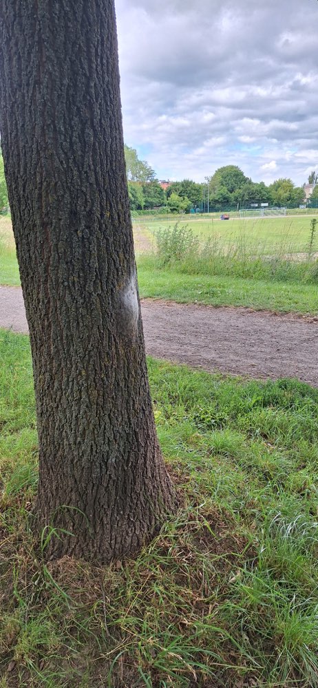 Giftköder-Eichenprozessionsspinner , tief unten-Profilbild