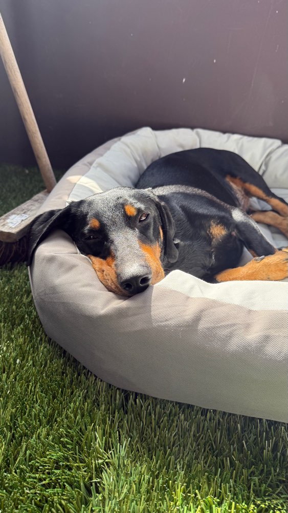 Hundetreffen-Ruhe und Entspannung Training-Profilbild